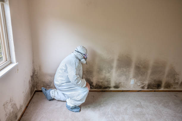 Best Forensic Mold Investigation  in Lake Lure, NC
