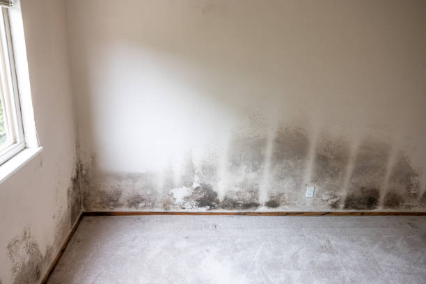 Best Industrial Mold Remediation  in Lake Lure, NC