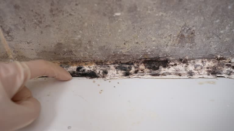 Best HVAC Mold Inspection and Cleaning  in Lake Lure, NC