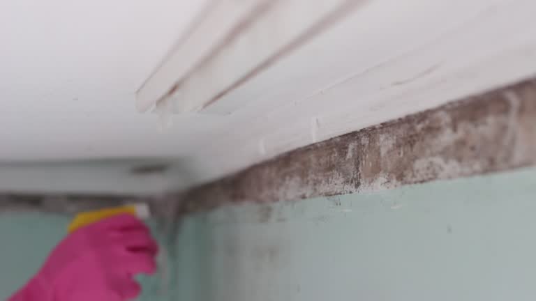 Mold Remediation for Rental Properties in Lake Lure, NC