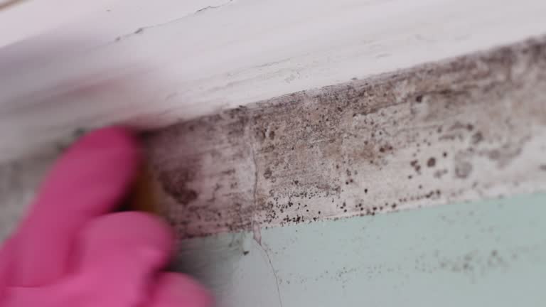 Best Environmental Consulting for Mold Prevention  in Lake Lure, NC